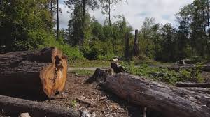 How Our Tree Care Process Works  in  West Sand Lake, NY