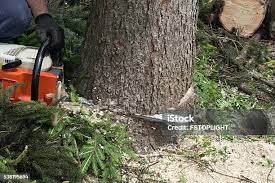 Best Tree and Shrub Care  in West Sand Lake, NY