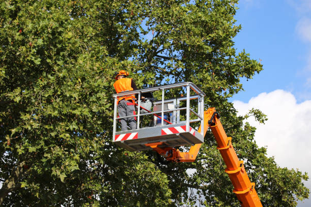 Best Tree Mulching  in West Sand Lake, NY