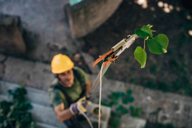 Best Commercial Tree Services  in West Sand Lake, NY