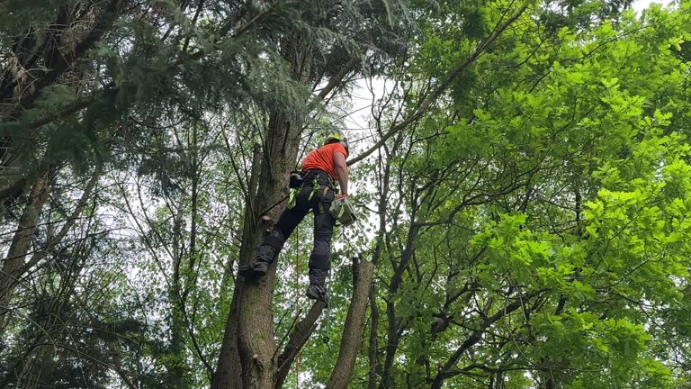 Best Tree Disease Treatment  in West Sand Lake, NY