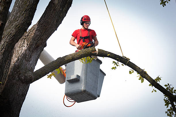 Best Fruit Tree Pruning  in West Sand Lake, NY