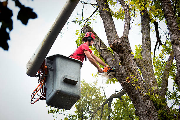 Trusted West Sand Lake, NY Tree Removal Experts