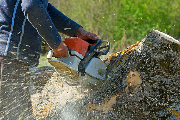 Best Pest Control for Lawns  in West Sand Lake, NY
