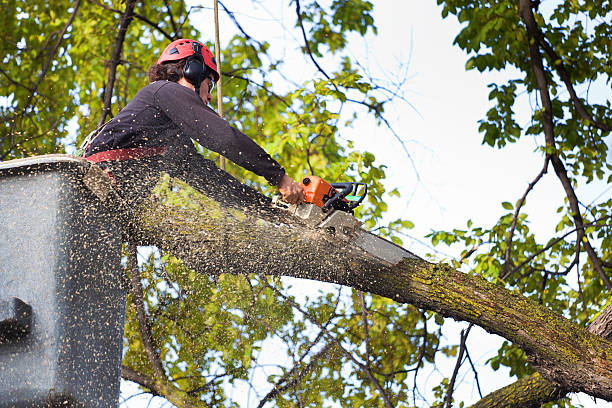 Best Tree Trimming and Pruning  in West Sand Lake, NY